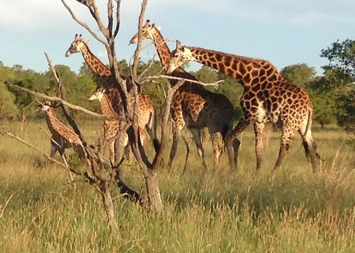 Lama Lama Game Reserve