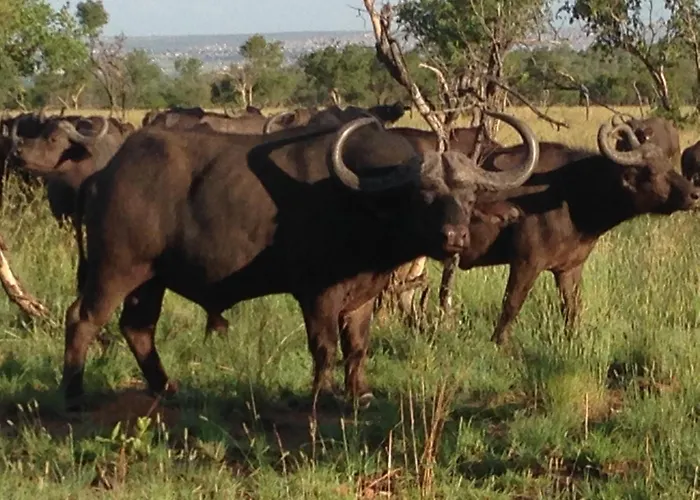 Lama Lama Game Reserve