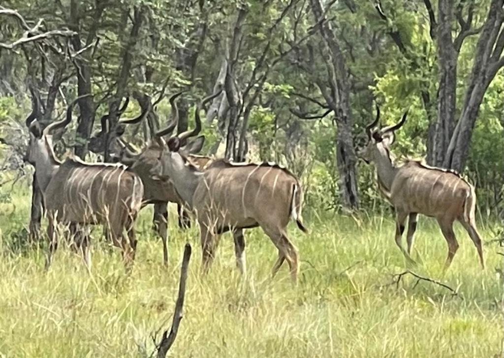 Game Reserve *