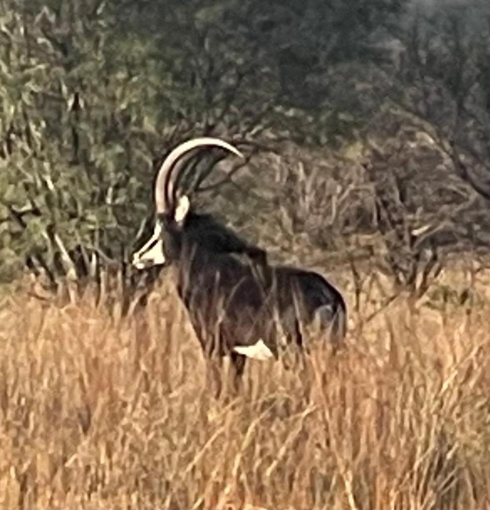 Campsite Game Reserve
