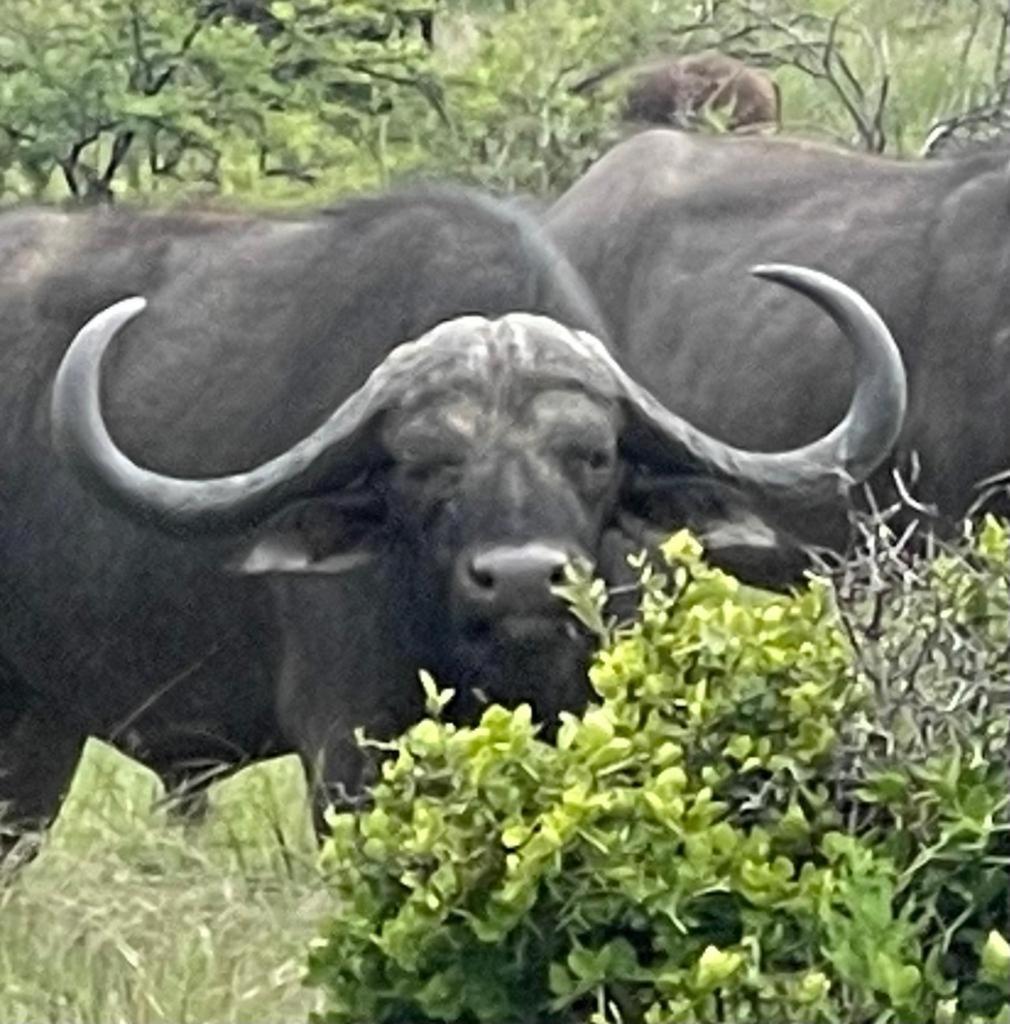 Game Reserve Campsite Pretoria