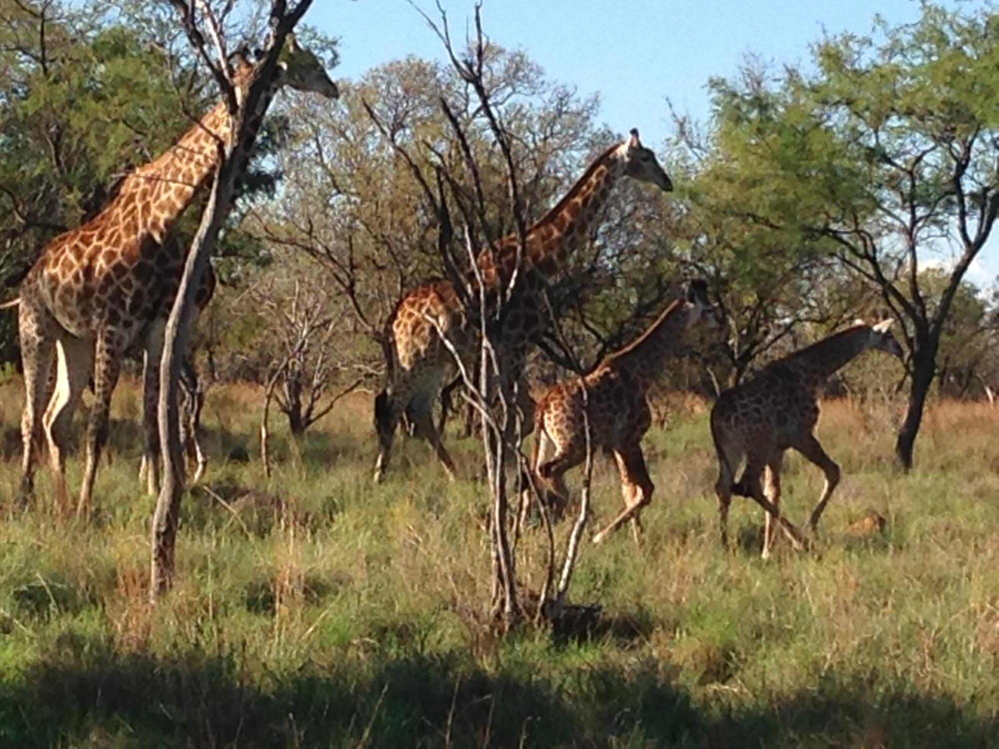 Game Reserve Campsite
